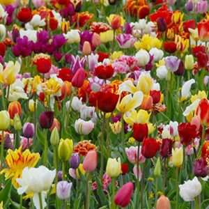 Consejos Y Comparativas Para Comprar Bulbos De Tulipanes Los 20 Mejores